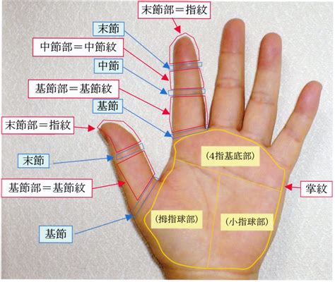 右手拇指|拇指／母指（ぼし）とは？ 意味・読み方・使い方をわかりやす。